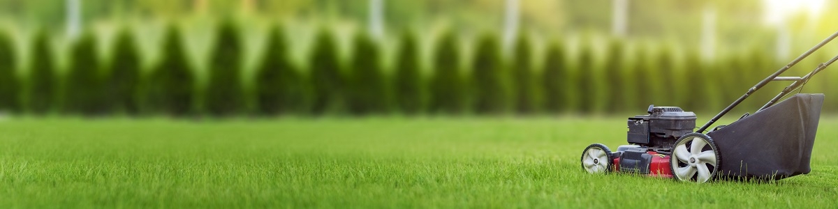 Ostatnie koszenie trawy – kiedy powinno się odbyć? | Poradnik Media Expert