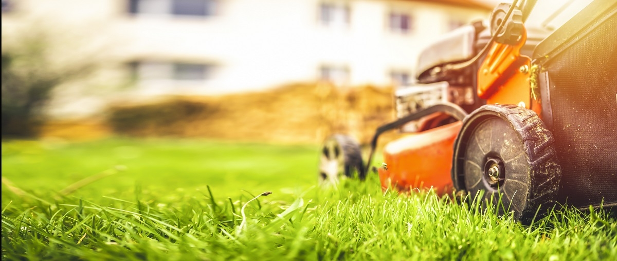 Pierwsze koszenie trawy po zimie – kiedy należy wykonać? | Poradnik Media  Expert